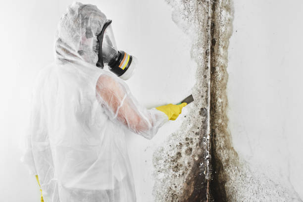 Best Fast Mold Removal  in Macungie, PA