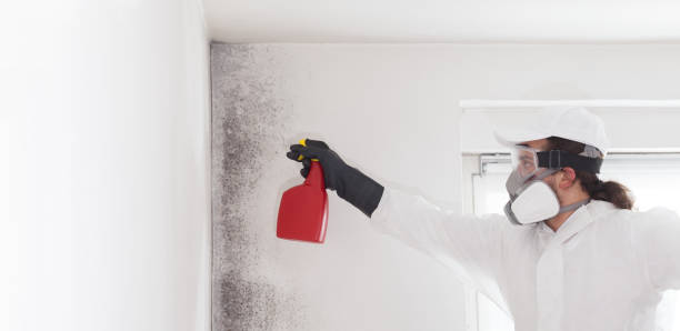 Best Certified Mold Removal  in Macungie, PA