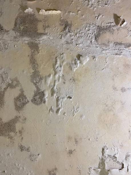 Best Attic Mold Removal  in Macungie, PA