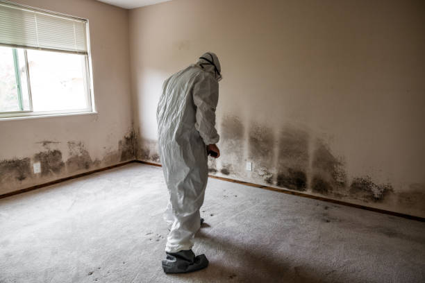 Best Mold Inspection  in Macungie, PA