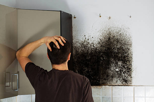 Attic Mold Removal in Macungie, PA