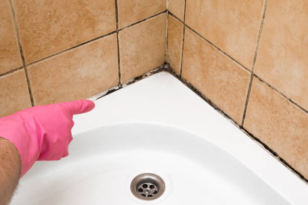 Best Professional Mold Removal  in Macungie, PA